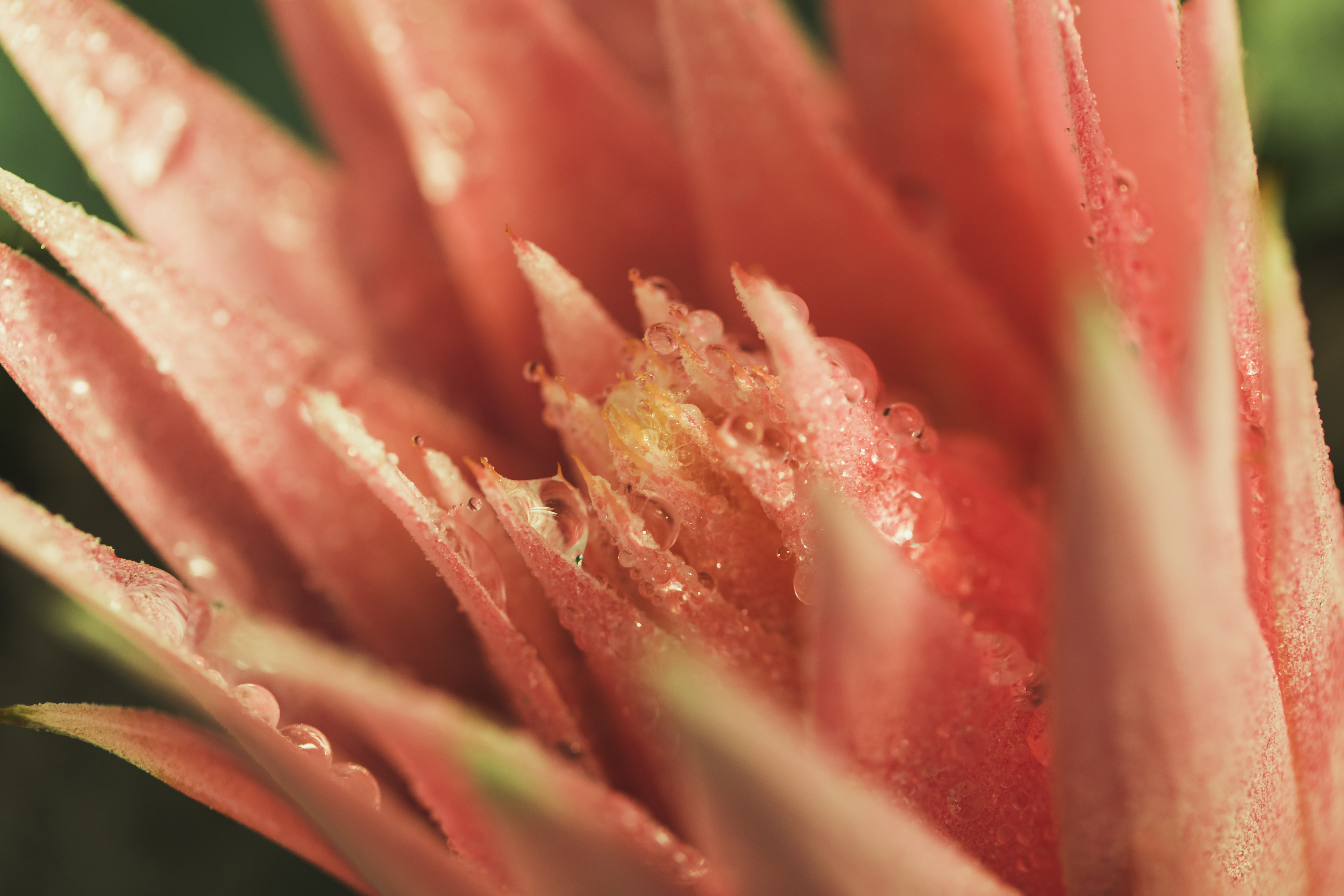 Standard camera sample